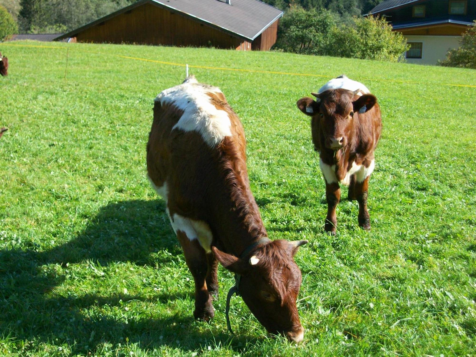 Oberschlassbergbauer Wald im Pinzgau Luaran gambar